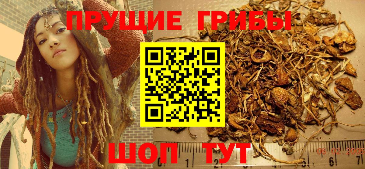 Галлюциногенные грибы Psilocybe Северобайкальск